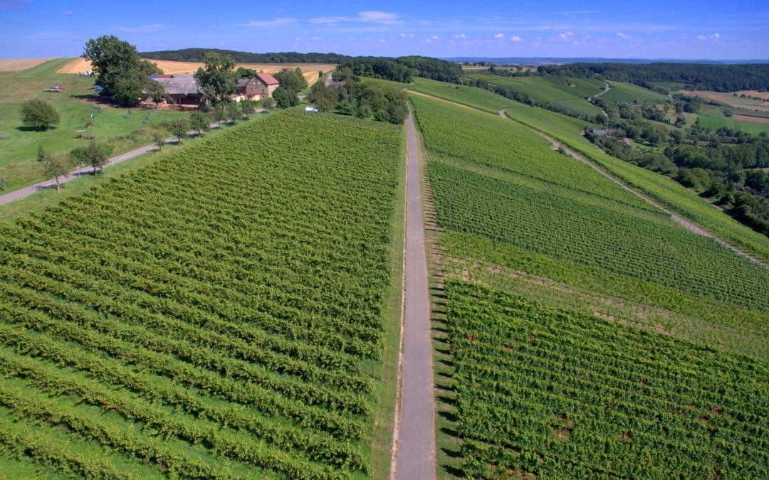 A Rajna-völgyében a szőlősgazdák drónokkal permeteznek